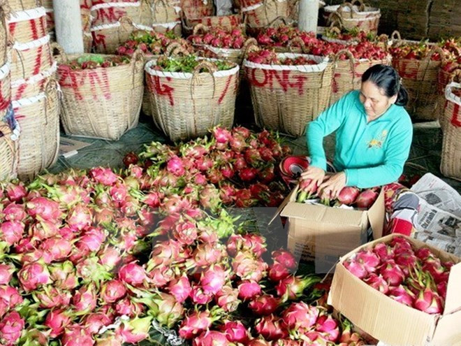 Australia autoriza la importación de pitahaya vietnamita ảnh 1  Australia autoriza la importación de pitahaya vietnamita ảnh 1