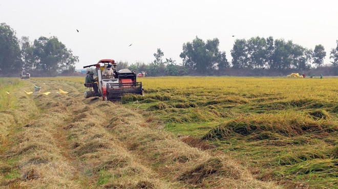 [Foto] Abundante cosecha Invierno-Primavera de 2019-2020 de arroz en Delta del Mekong ảnh 2