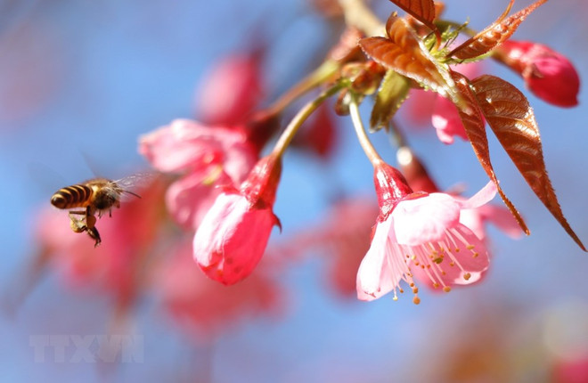 [Foto] Belleza de Mu Cang Chai en la primavera ảnh 5