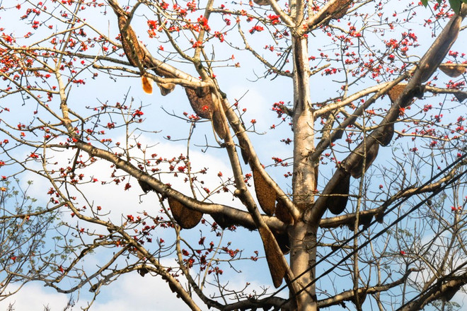 [Foto] Planta de Bombax con 40 colmenas de abeja ảnh 4