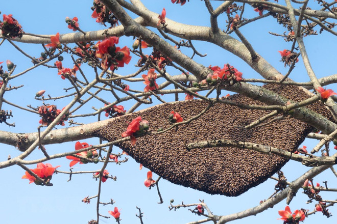[Foto] Planta de Bombax con 40 colmenas de abeja ảnh 1