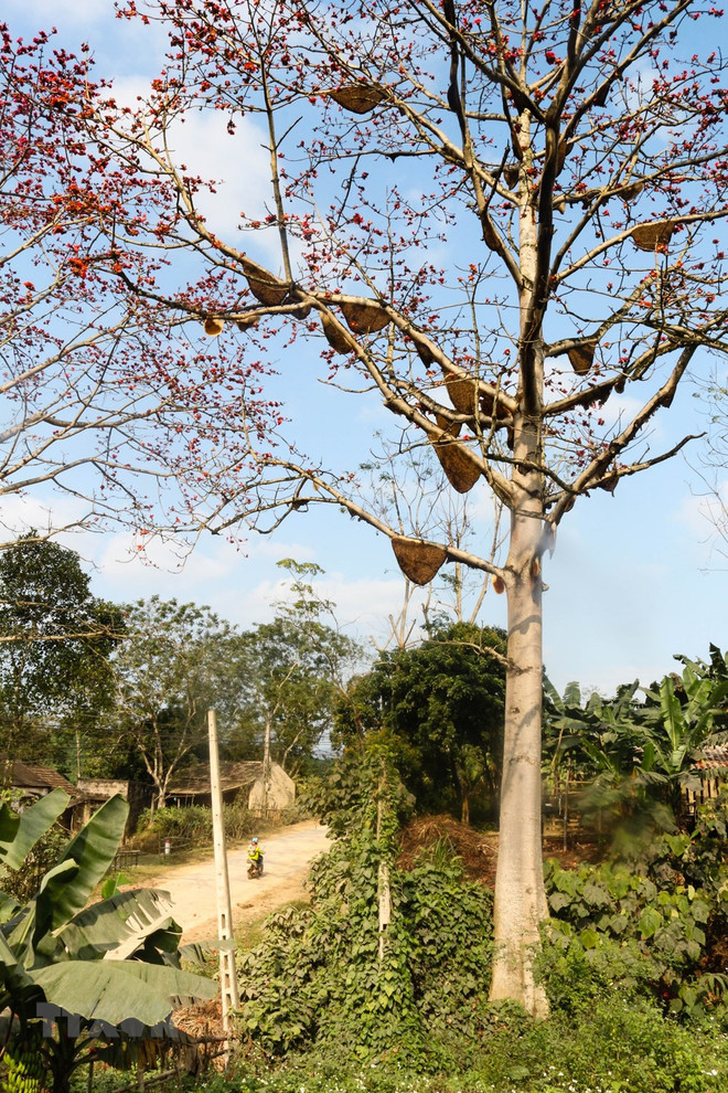 [Foto] Planta de Bombax con 40 colmenas de abeja ảnh 3