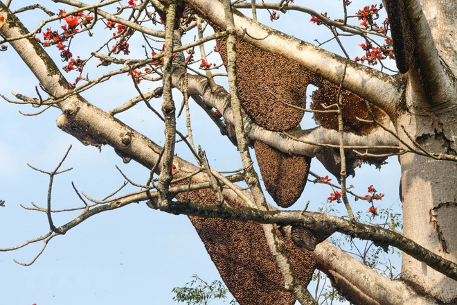 [Foto] Planta de Bombax con 40 colmenas de abeja ảnh 2