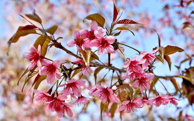 [Foto] Belleza de Mu Cang Chai en la primavera ảnh 6
