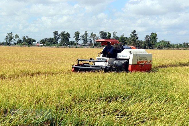 [Foto] Abundante cosecha Invierno-Primavera de 2019-2020 de arroz en Delta del Mekong ảnh 3