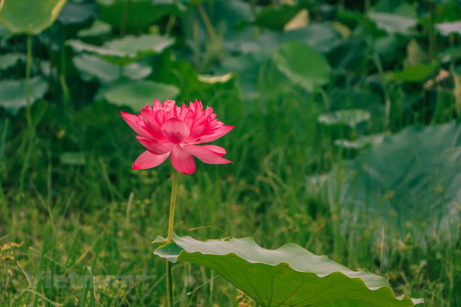 [Foto] Descubre elaboración de té con aroma de flor de loto ảnh 1