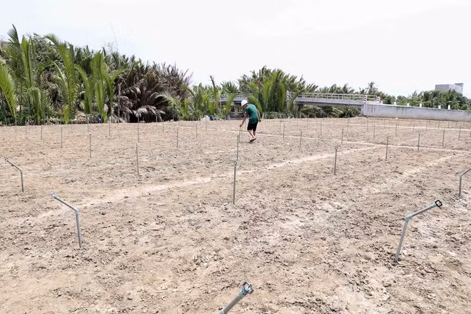 [Foto] Delta del Mekong enfrenta severa sequía ảnh 1