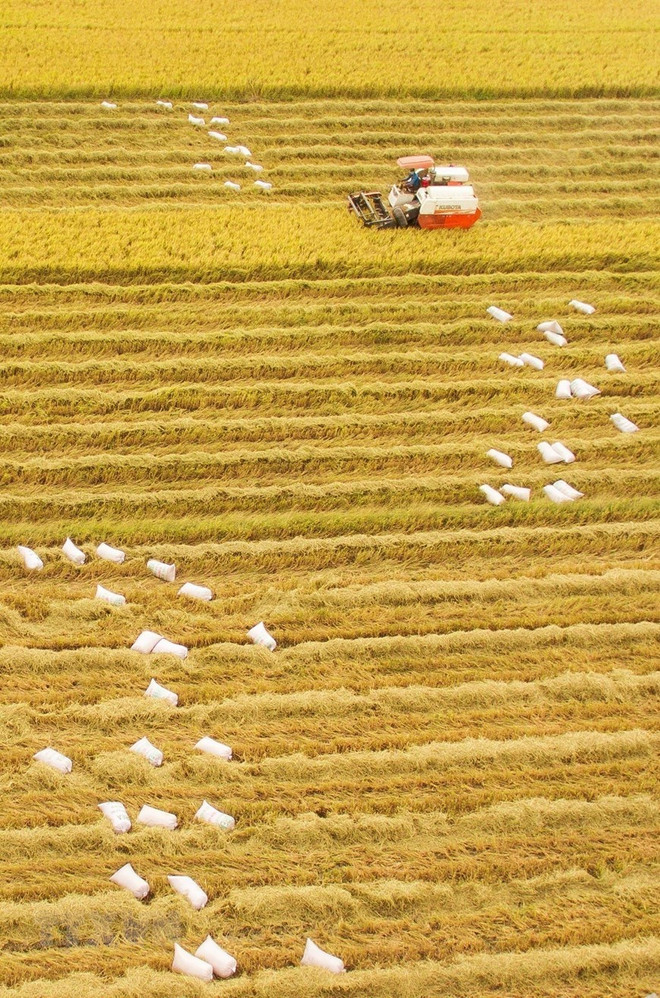 [Foto] Abundante cosecha Invierno-Primavera de 2019-2020 de arroz en Delta del Mekong ảnh 4
