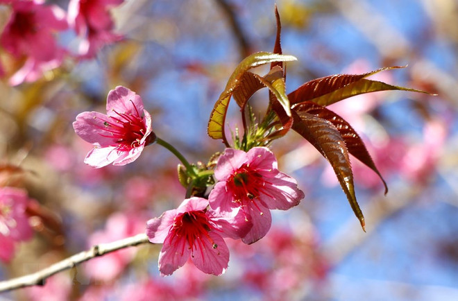 [Foto] Belleza de Mu Cang Chai en la primavera ảnh 7
