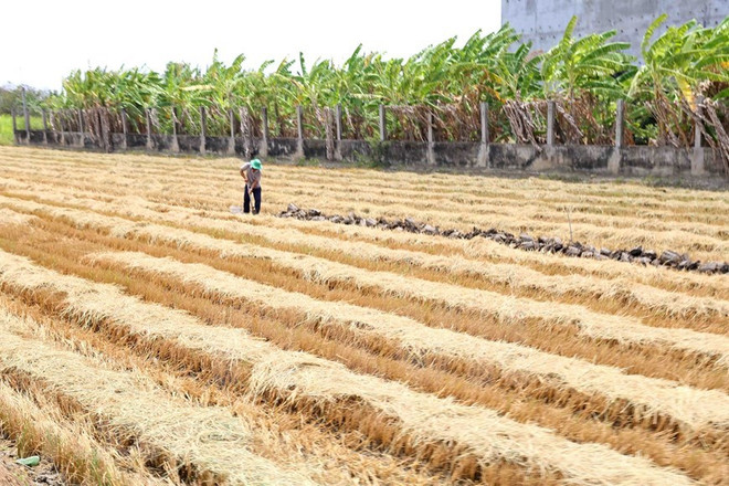 [Foto] Delta del Mekong enfrenta severa sequía ảnh 4