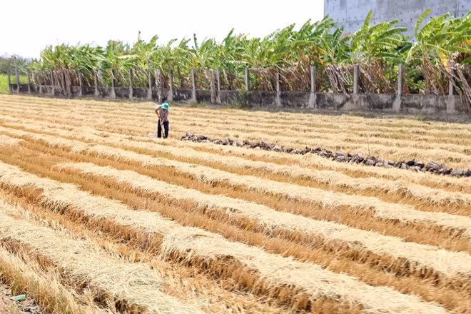 [Foto] Delta del Mekong enfrenta severa sequía ảnh 4
