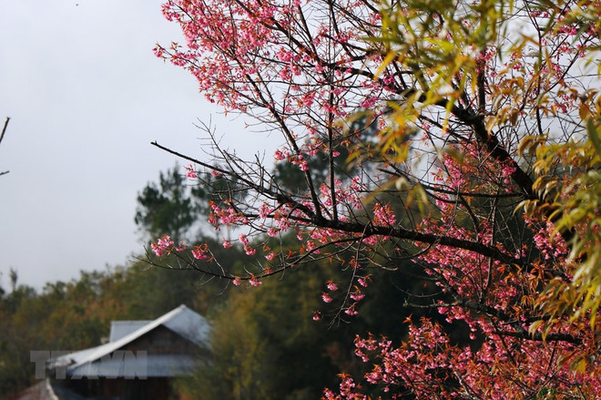 [Foto] Belleza de Mu Cang Chai en la primavera ảnh 8