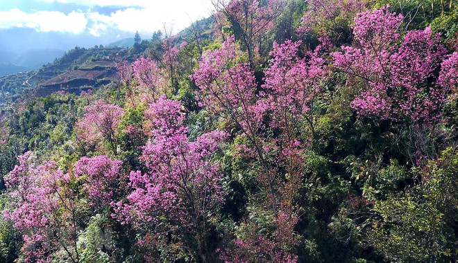 [Foto] Belleza de Mu Cang Chai en la primavera ảnh 2