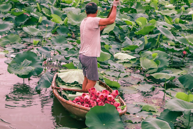 [Foto] Descubre elaboración de té con aroma de flor de loto ảnh 3