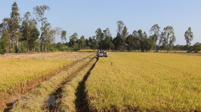 [Foto] Abundante cosecha Invierno-Primavera de 2019-2020 de arroz en Delta del Mekong ảnh 5