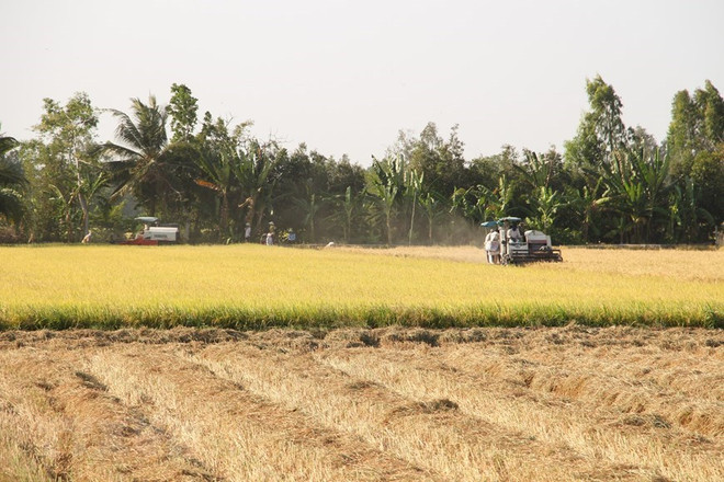 [Foto] Abundante cosecha Invierno-Primavera de 2019-2020 de arroz en Delta del Mekong ảnh 6