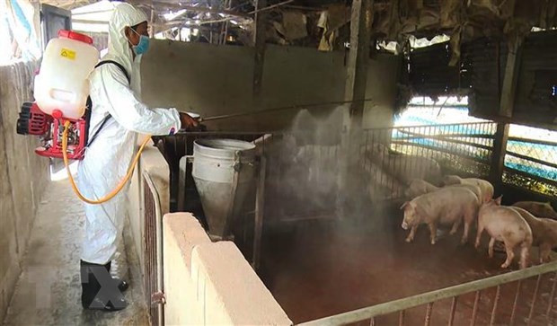 Alertan en Vietnam sobre expansión de la peste porcina africana a 46 provincias y ciudades del país ảnh 1 Alertan en Vietnam sobre expansión de la peste porcina africana a 46 provincias y ciudades del país ảnh 1