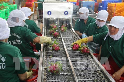 Aumenta Vietnam la exportación de verduras y frutas ảnh 1 Aumenta Vietnam la exportación de verduras y frutas ảnh 1