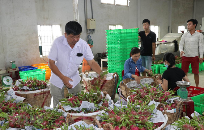 Provincia vietnamita espera incrementar exportaciones agrícolas a China ảnh 1 Provincia vietnamita espera incrementar exportaciones agrícolas a China ảnh 1