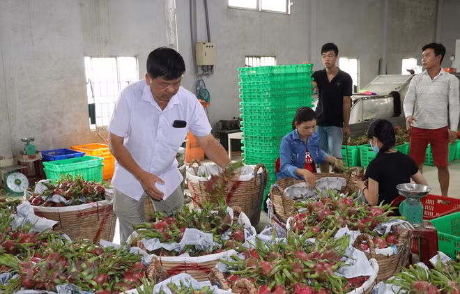 Provincia vietnamita espera incrementar exportaciones agrícolas a China ảnh 1 Provincia vietnamita espera incrementar exportaciones agrícolas a China ảnh 1