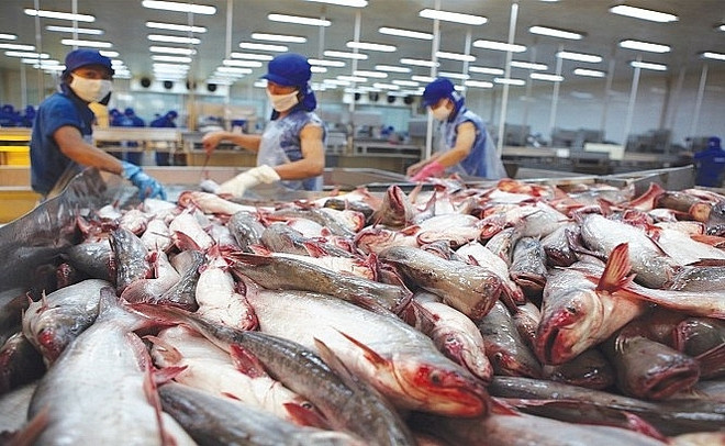 Suben las exportaciones del pescado Tra vietnamita a Malasia ảnh 1 Suben las exportaciones del pescado Tra vietnamita a Malasia ảnh 1