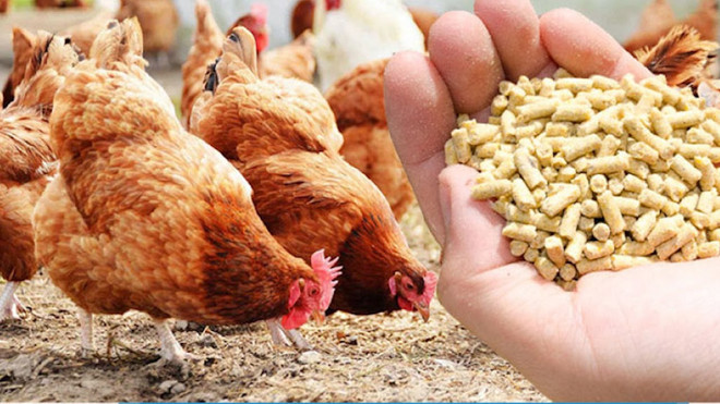 Vietnam recauda 361 millones de dólares por exportación de productos avícolas ảnh 1 Vietnam recauda 361 millones de dólares por exportación de productos avícolas ảnh 1
