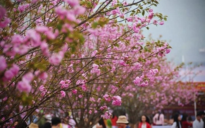 Lang Son organizará Festival de la Flor del Durazno en saludo al Tet 2023 ảnh 1