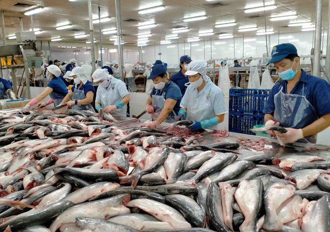 Exportaciones de pescado Tra alcanzarán este año ingresos récords ảnh 1 Exportaciones de pescado Tra alcanzarán este año ingresos récords ảnh 1
