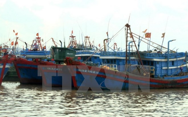 Vietnam impulsa aplicación de tecnologías avanzadas en la pesca ảnh 1
