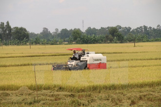 Tailandia busca dominar mercado de arroz de Hong Kong (China) ảnh 1