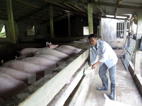 Empresa vietnamita busca penetrar en mercado sudcoreano de carne porcina ảnh 1 Empresa vietnamita busca penetrar en mercado sudcoreano de carne porcina ảnh 1