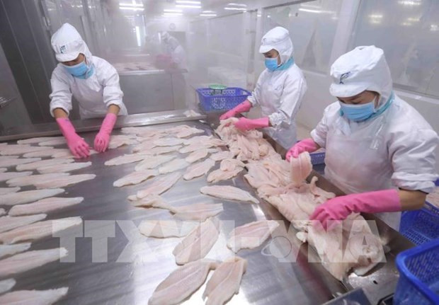 Vietnam ingresa ocho mil 900 millones de dólares de exportaciones acuícolas en 2021 ảnh 1 Vietnam ingresa ocho mil 900 millones de dólares de exportaciones acuícolas en 2021 ảnh 1