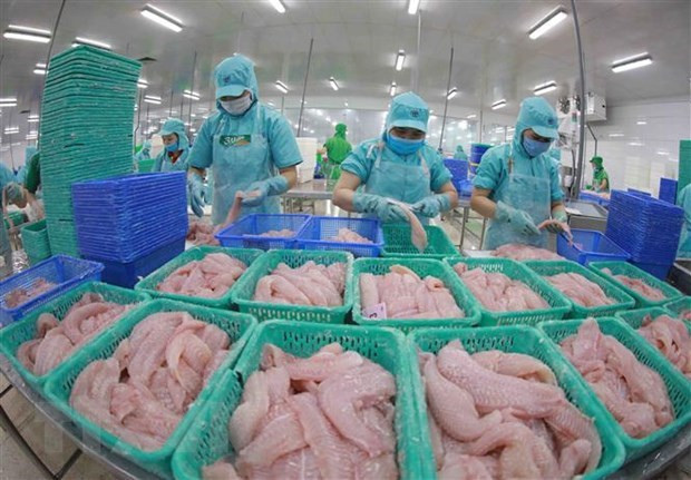 Vietnam ingresaría más de mil 500 millones de dólares por las ventas de pescado Tra ảnh 1 Vietnam ingresaría más de mil 500 millones de dólares por las ventas de pescado Tra ảnh 1