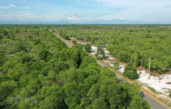 Cobertura forestal en Vietnam alcanza 42,01 por ciento ảnh 1 Cobertura forestal en Vietnam alcanza 42,01 por ciento ảnh 1