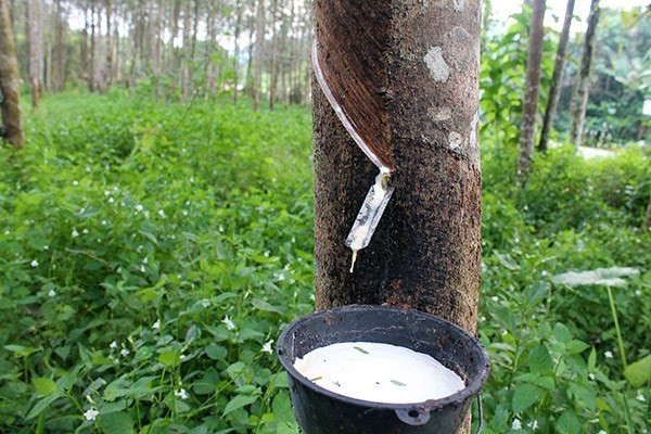 Obtendrán 100 mil hectáreas de caucho en Vietnam con certificado de manejo forestal sostenible ảnh 1 Obtendrán 100 mil hectáreas de caucho en Vietnam con certificado de manejo forestal sostenible ảnh 1