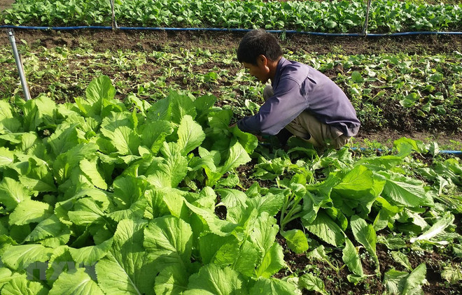 Impulsan Vietnam y Países Bajos cooperación en agricultura ảnh 1 Impulsan Vietnam y Países Bajos cooperación en agricultura ảnh 1