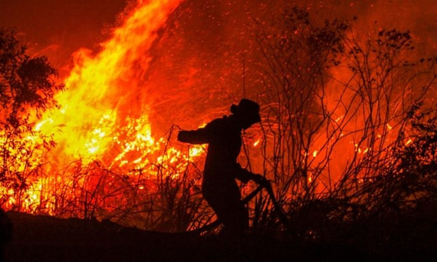 Impone Indonesia pago de compensación multimillonaria a culpables de incendios forestales ảnh 1