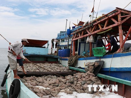 Delegación europea elogia esfuerzos vietnamitas en implementación de medidas contra la pesca ilegal ảnh 1 Delegación europea elogia esfuerzos vietnamitas en implementación de medidas contra la pesca ilegal ảnh 1