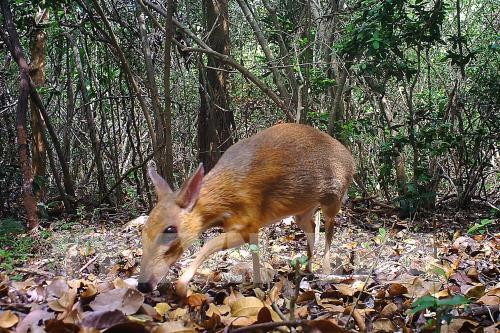 Captan en Vietnam imágenes de diminuto mamífero que se creía extinguido ảnh 1