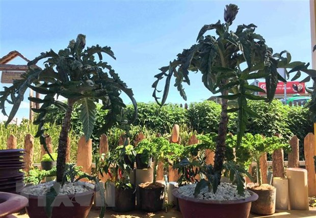 Inauguran en Vietnam Festival Asia-Pacífico de Bonsái y Suiseki ảnh 1