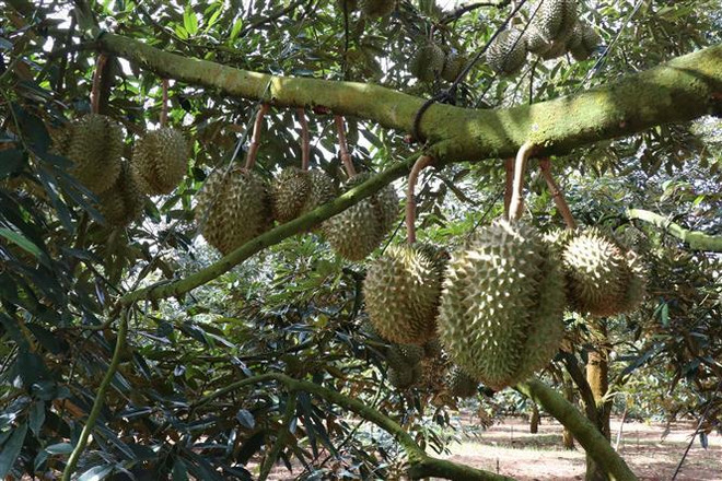 Permiten a 51 áreas de cultivo de durián vietnamita para exportación a China ảnh 1 Permiten a 51 áreas de cultivo de durián vietnamita para exportación a China ảnh 1