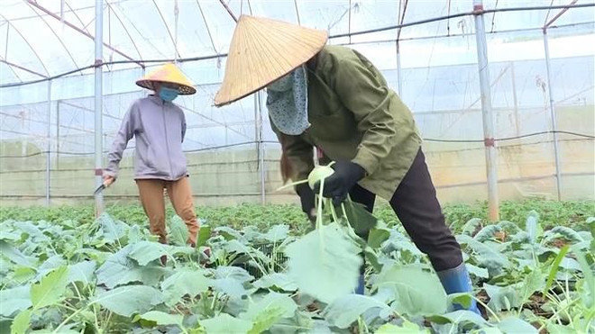 Dang Xa, gran huerto de verduras con estándares orgánicos en Hanoi ảnh 1 Dang Xa, gran huerto de verduras con estándares orgánicos en Hanoi ảnh 1