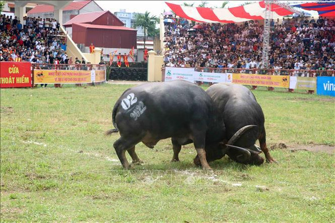 Celebran Festival de Lucha de Búfalos en ciudad vietnamita de Hai Phong ảnh 1