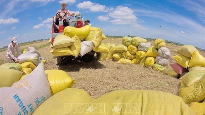 Vietnam busca 50 mil millones de dólares en exportación agrícola en 2022 ảnh 1 Vietnam busca 50 mil millones de dólares en exportación agrícola en 2022 ảnh 1