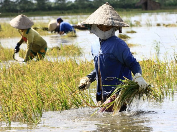 Impulsan agricultura con adaptación al cambio climático en Vietnam ảnh 1 Impulsan agricultura con adaptación al cambio climático en Vietnam ảnh 1