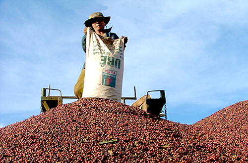 Aumentan exportaciones de productos acuícolas, café y té de Vietnam ảnh 1 Aumentan exportaciones de productos acuícolas, café y té de Vietnam ảnh 1
