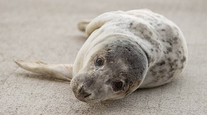 Foca gris aparece sorpresivamente en el mar de Vietnam ảnh 1