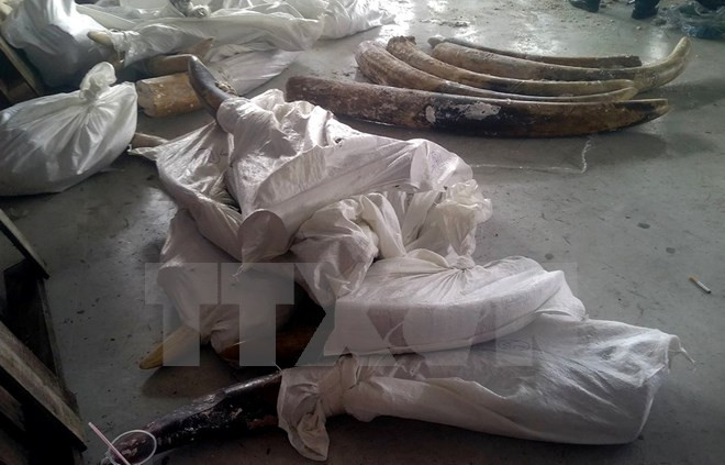 Aduana de Ciudad Ho Chi Minh decomisa 529 kilogramos de colmillos de elefantes ảnh 1 Aduana de Ciudad Ho Chi Minh decomisa 529 kilogramos de colmillos de elefantes ảnh 1