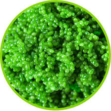 Provincia vietnamita desarrolla el cultivo de caviar verde ảnh 1 Provincia vietnamita desarrolla el cultivo de caviar verde ảnh 1