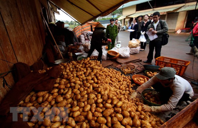 Provincia vietnamita de Lam Dong busca desarrollar marca de patata Da Lat ảnh 1 Provincia vietnamita de Lam Dong busca desarrollar marca de patata Da Lat ảnh 1